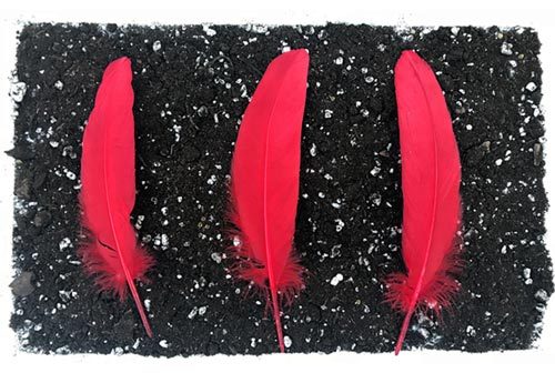 3 red feathers