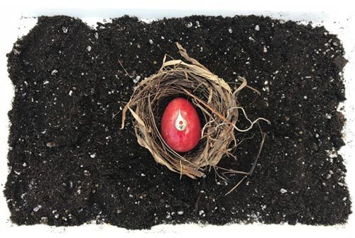 Red egg in a nest